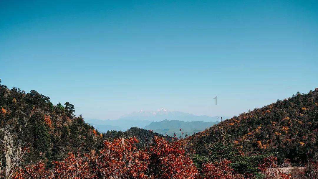 一颗“小”板栗长出乡村振兴“大”图景